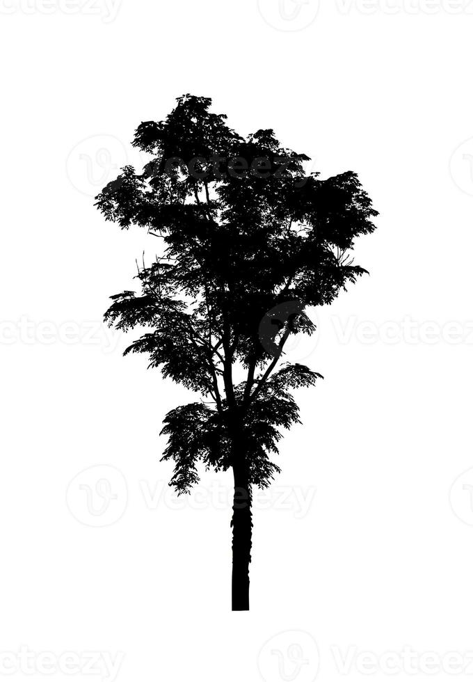 Tree silhouette for brush on white background photo