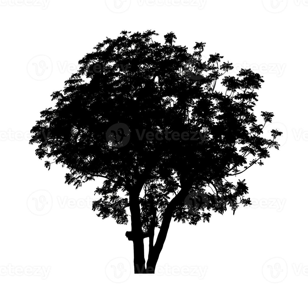 silueta de árbol para pincel sobre fondo blanco foto