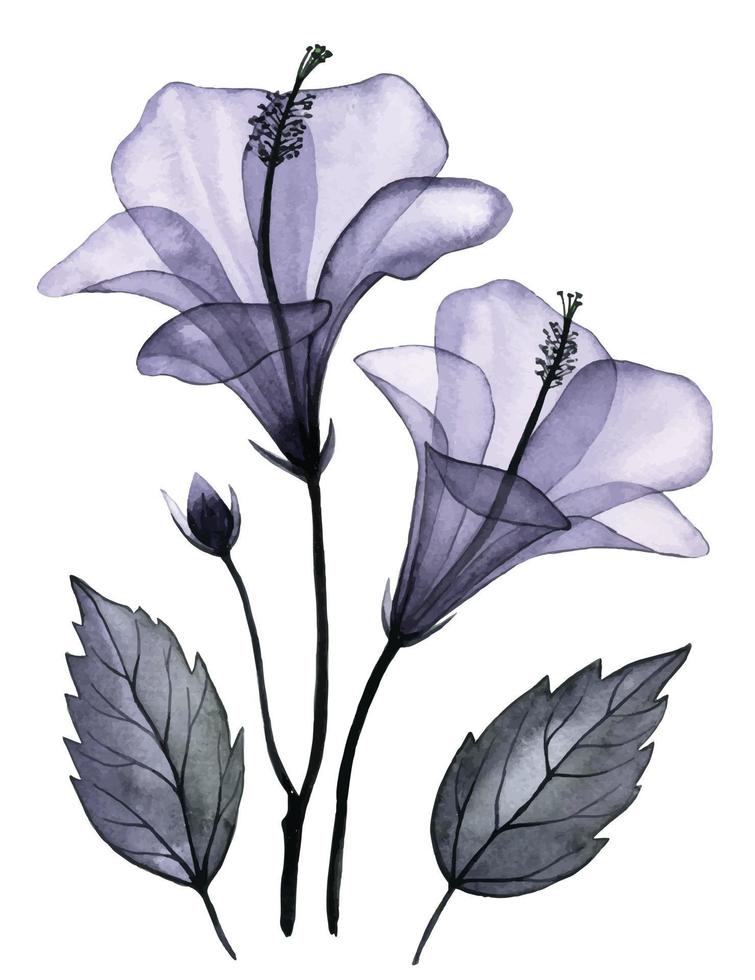 watercolor drawing. transparent tropical hibiscus flower. set with flowers and leaves, x-ray vector