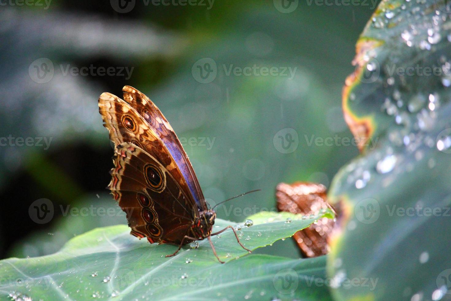 Photo of butterflies in a farm