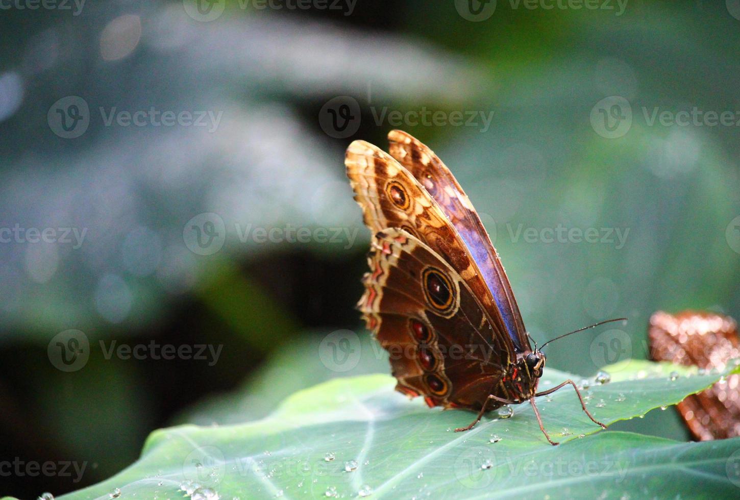 foto de mariposas en una granja