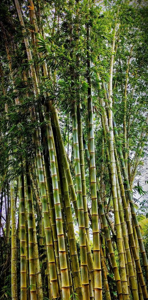 Beautiful natural landscape of bamboo plant portrait photo