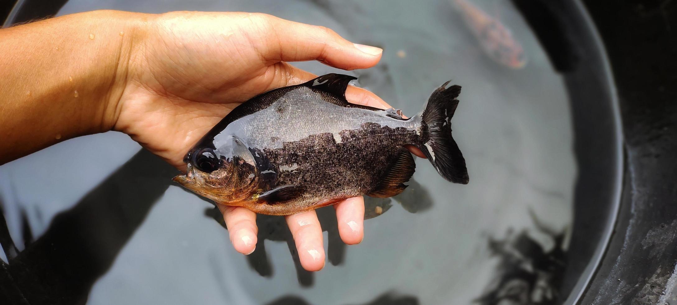 Ikan bawal in hand. Breeding of Parastromateus niger in fish ponds. Black pomfret fish is often used as consumption for people in Asia, for example for the people of Indonesian. photo