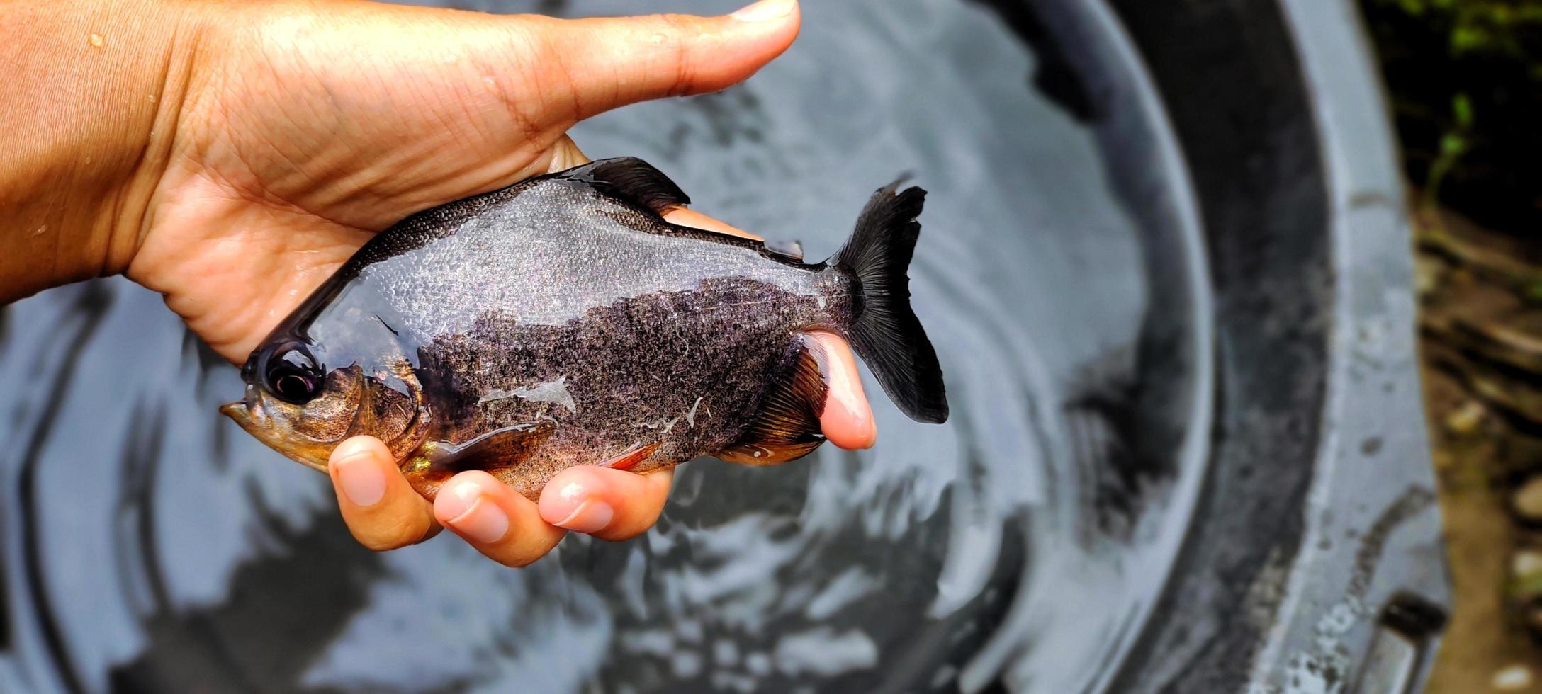 ikan bawal en la mano. cría de parastromateus niger en estanques piscícolas. El pescado palometa negro se usa a menudo como consumo para personas en Asia, por ejemplo, para la gente de Indonesia. foto