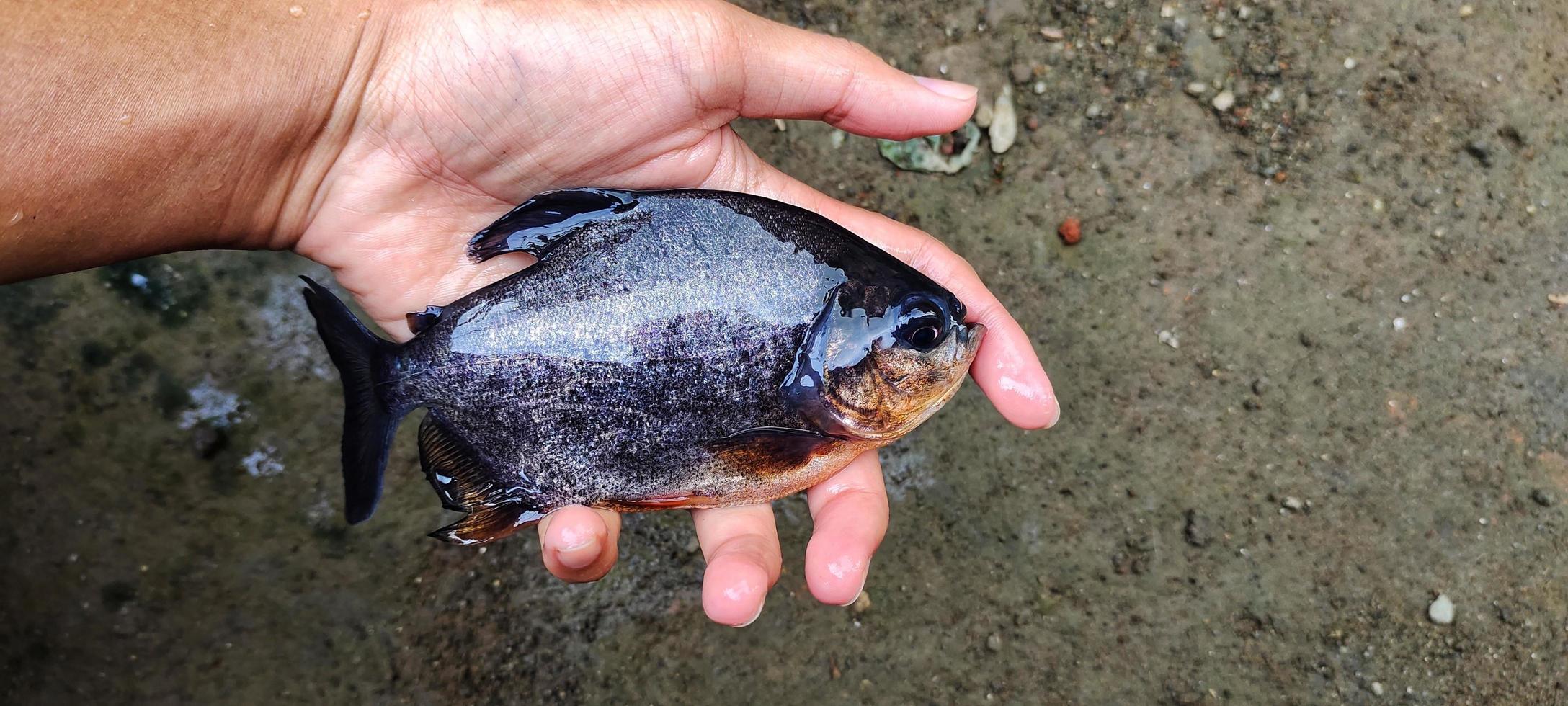Selection of Parastromateus niger or bramidae fish seeds in fish ponds. Pomfret is often used as consumption for people in Asia, for example for the people of Indonesia. photo