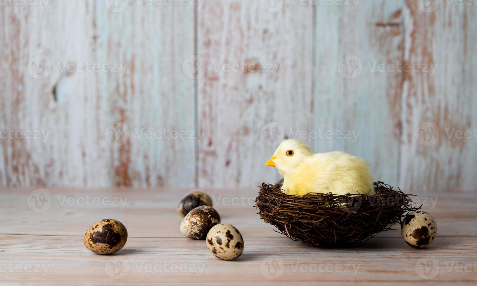 Chicken in nest surrounded with eggs. Easter card banner with place for text photo