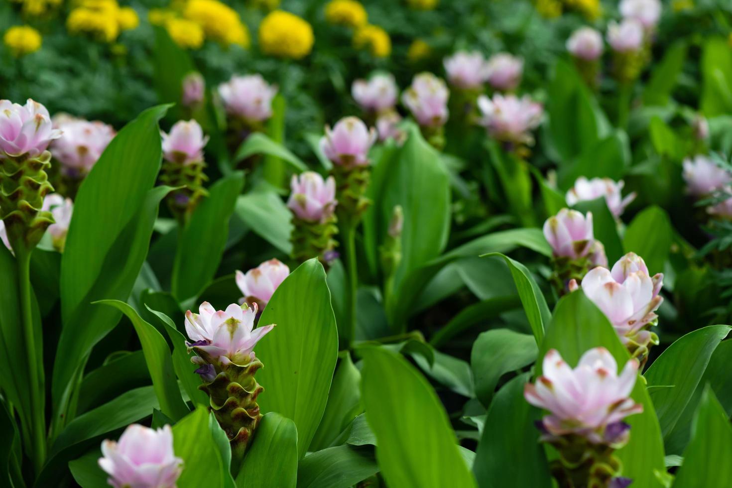 pink flowers on green nature background photo