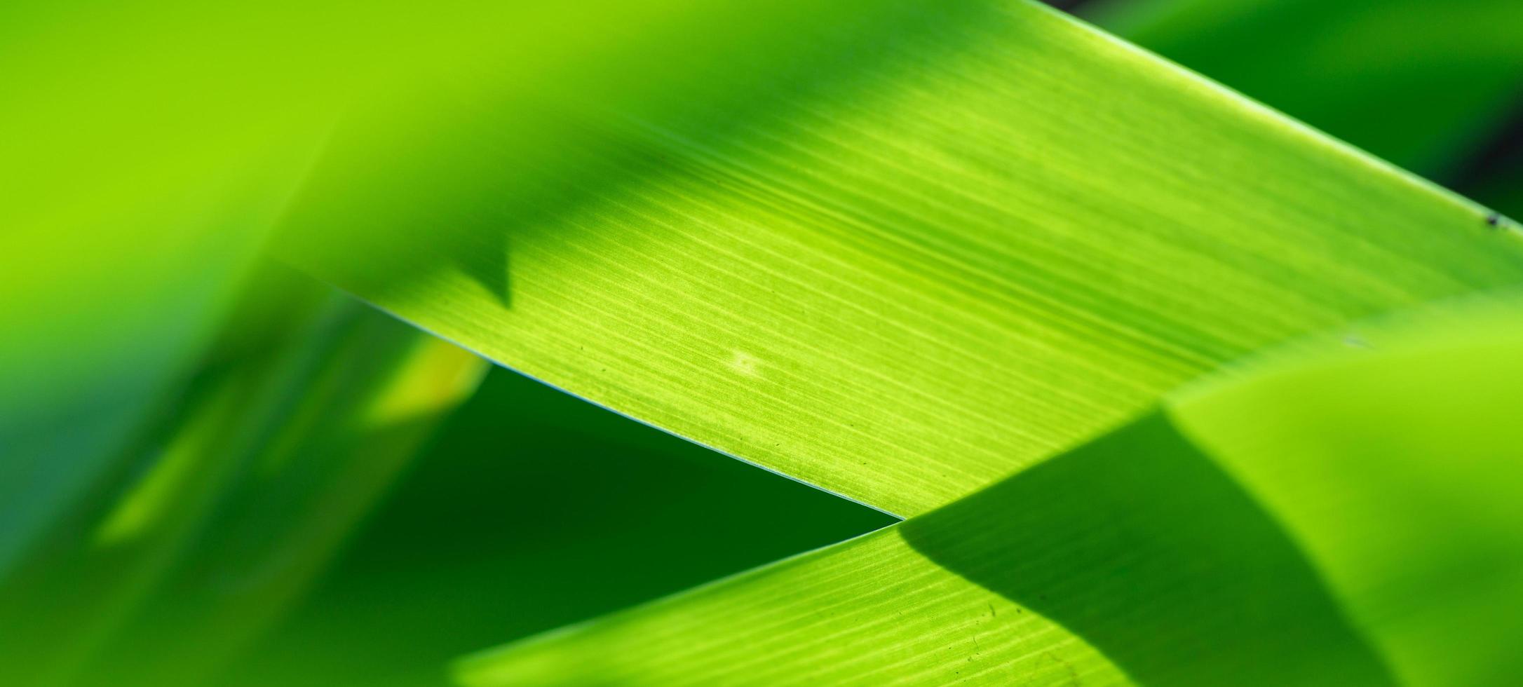 abstract stunning green leaf texture, tropical leaf foliage nature green background photo