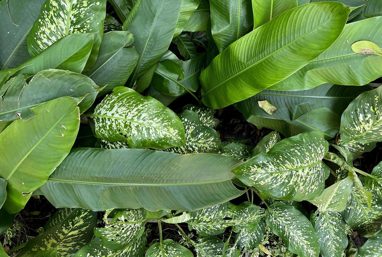 green nature background. dark green foliage fresh plant, natural green leaves banner photo