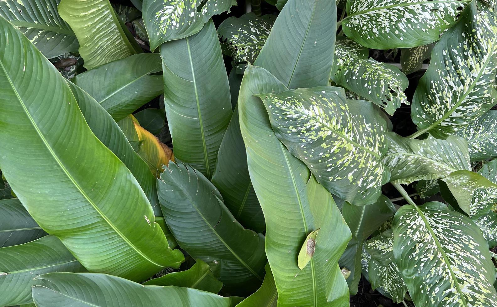 fondo de naturaleza verde. planta fresca de follaje verde oscuro, banner de hojas verdes naturales foto