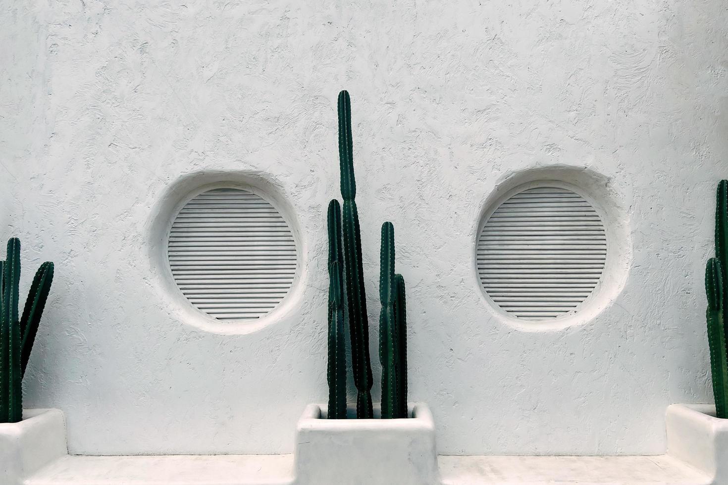 cactus sobre fondo abstracto de textura de casa de pared de hormigón blanco. foto