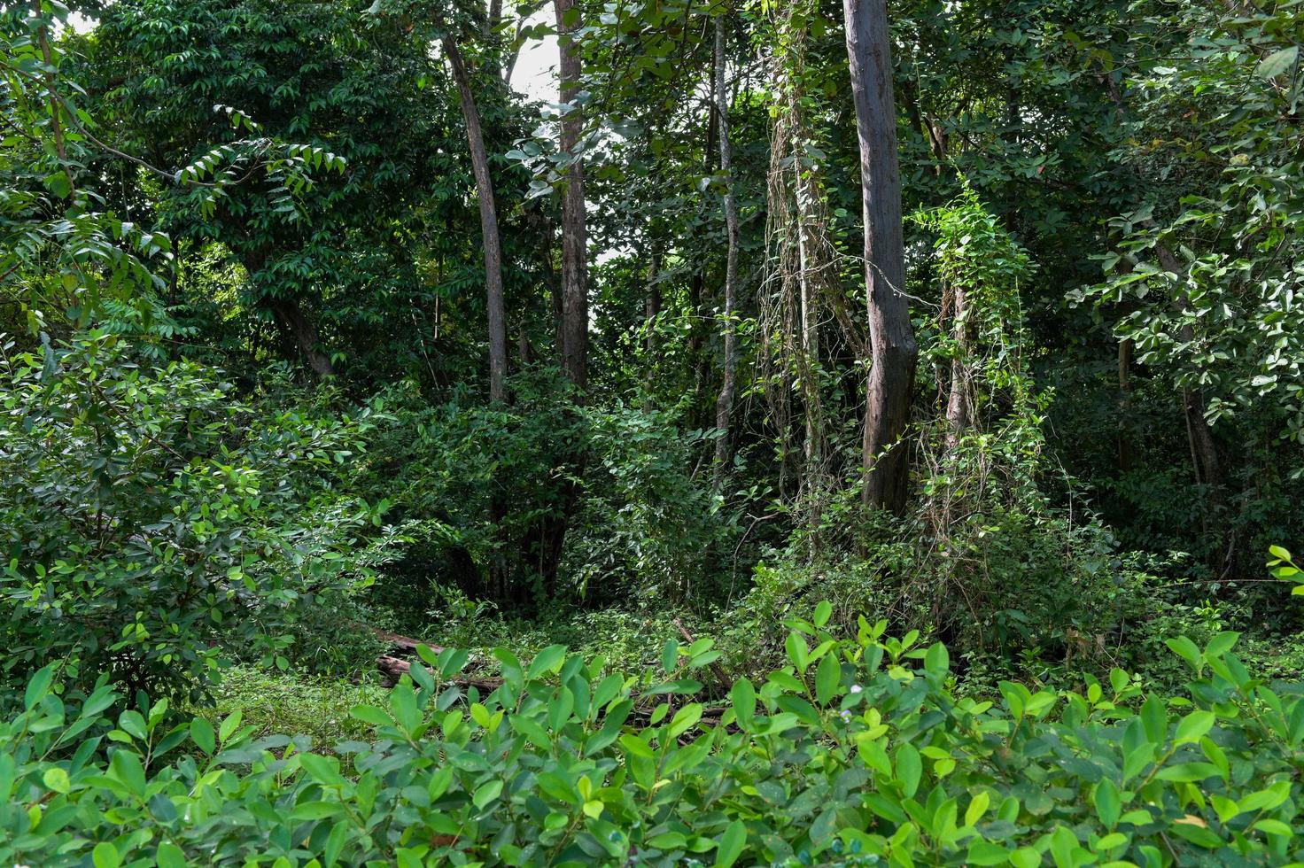 Green grass in forest. Nature background photo
