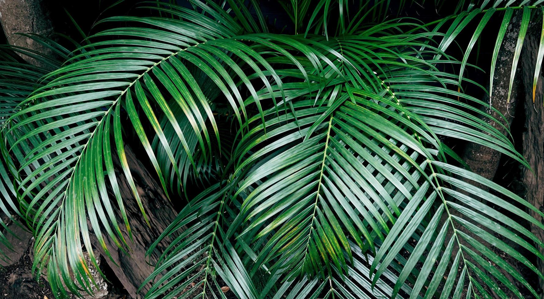 fondo de naturaleza verde. planta fresca de follaje verde oscuro, banner de hojas verdes naturales foto