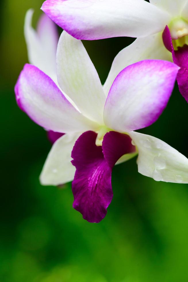 Purple fresh Orchids flowers in garden photo