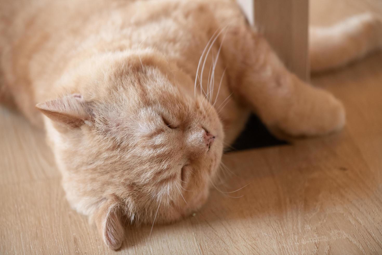 portrait of cute cat laying on the floor. selective focus point photo