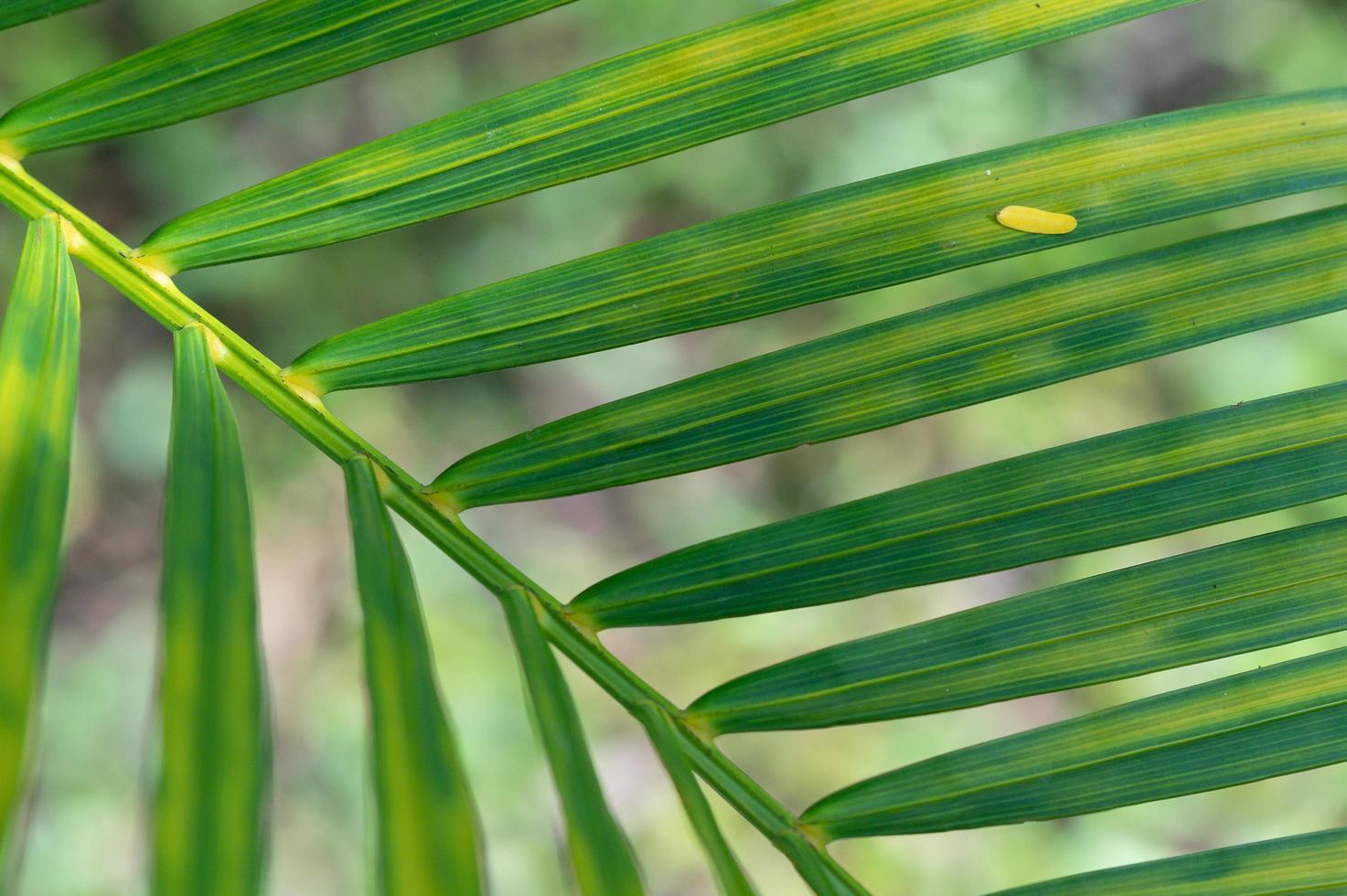 abstract stunning green leaf texture, tropical leaf foliage nature green background photo