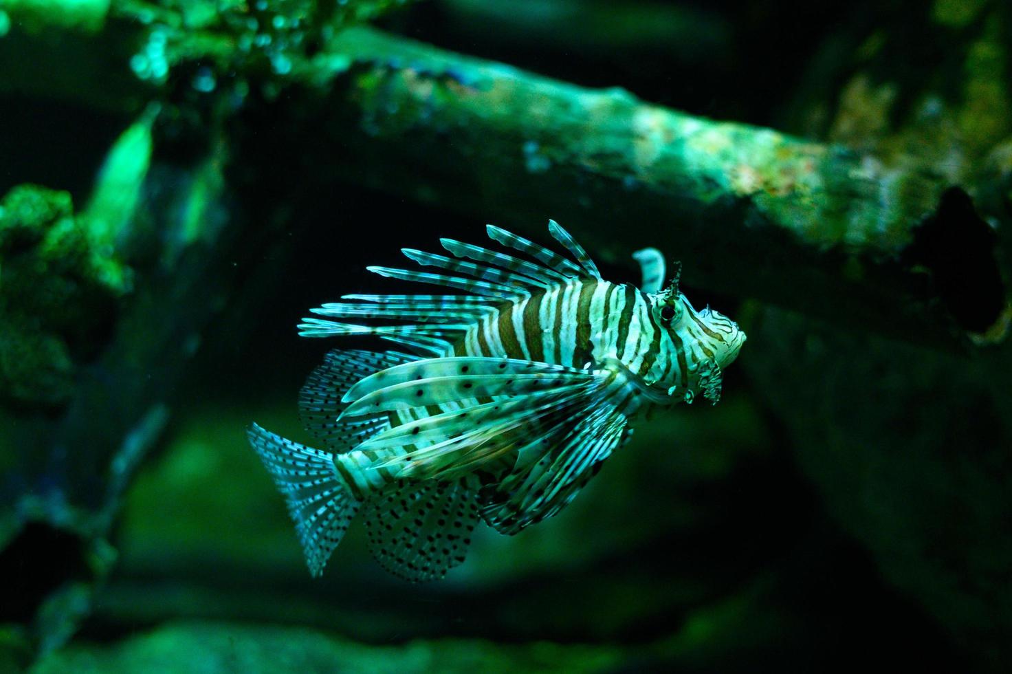 Underwater world. Lionfish fish in an aquarium photo