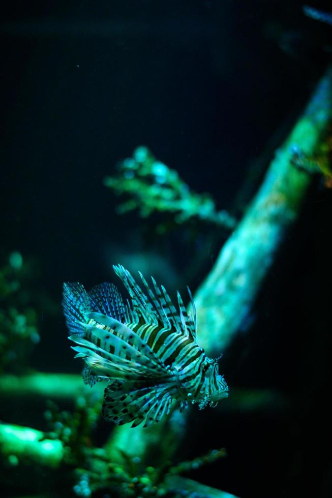 Underwater world. Lionfish fish in an aquarium photo