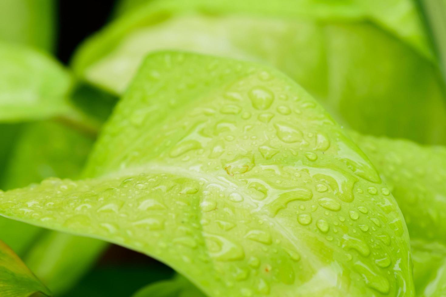 abstract stunning green leaf texture, tropical leaf foliage nature dark green background photo