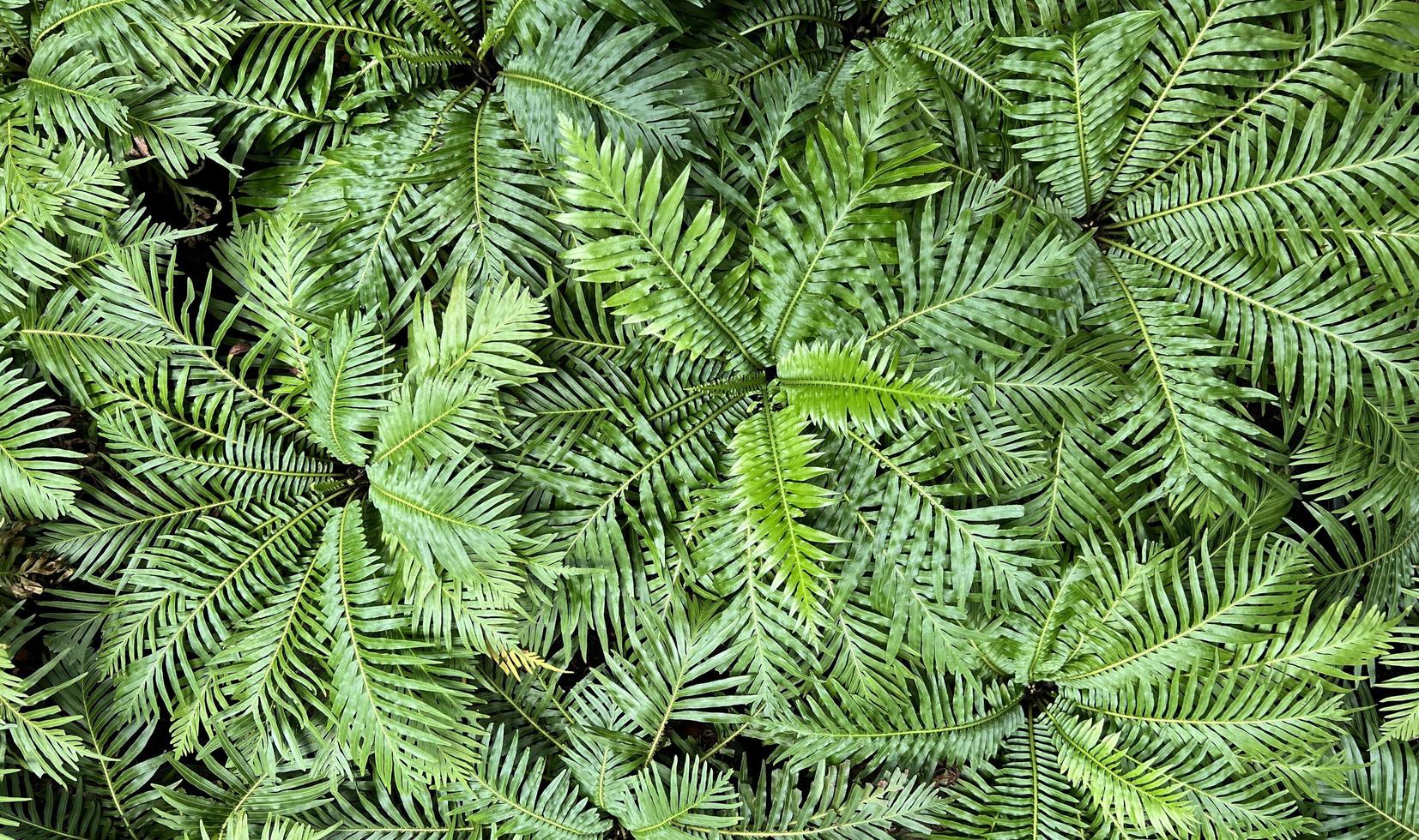 fondo de naturaleza verde. planta fresca de follaje verde oscuro, banner de hojas verdes naturales foto