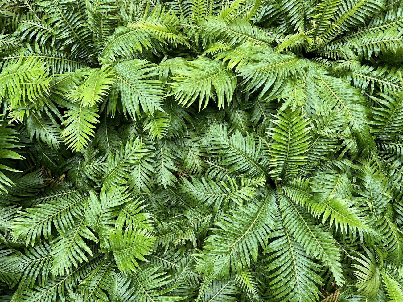 fondo de naturaleza verde. planta fresca de follaje verde oscuro, banner de hojas verdes naturales foto