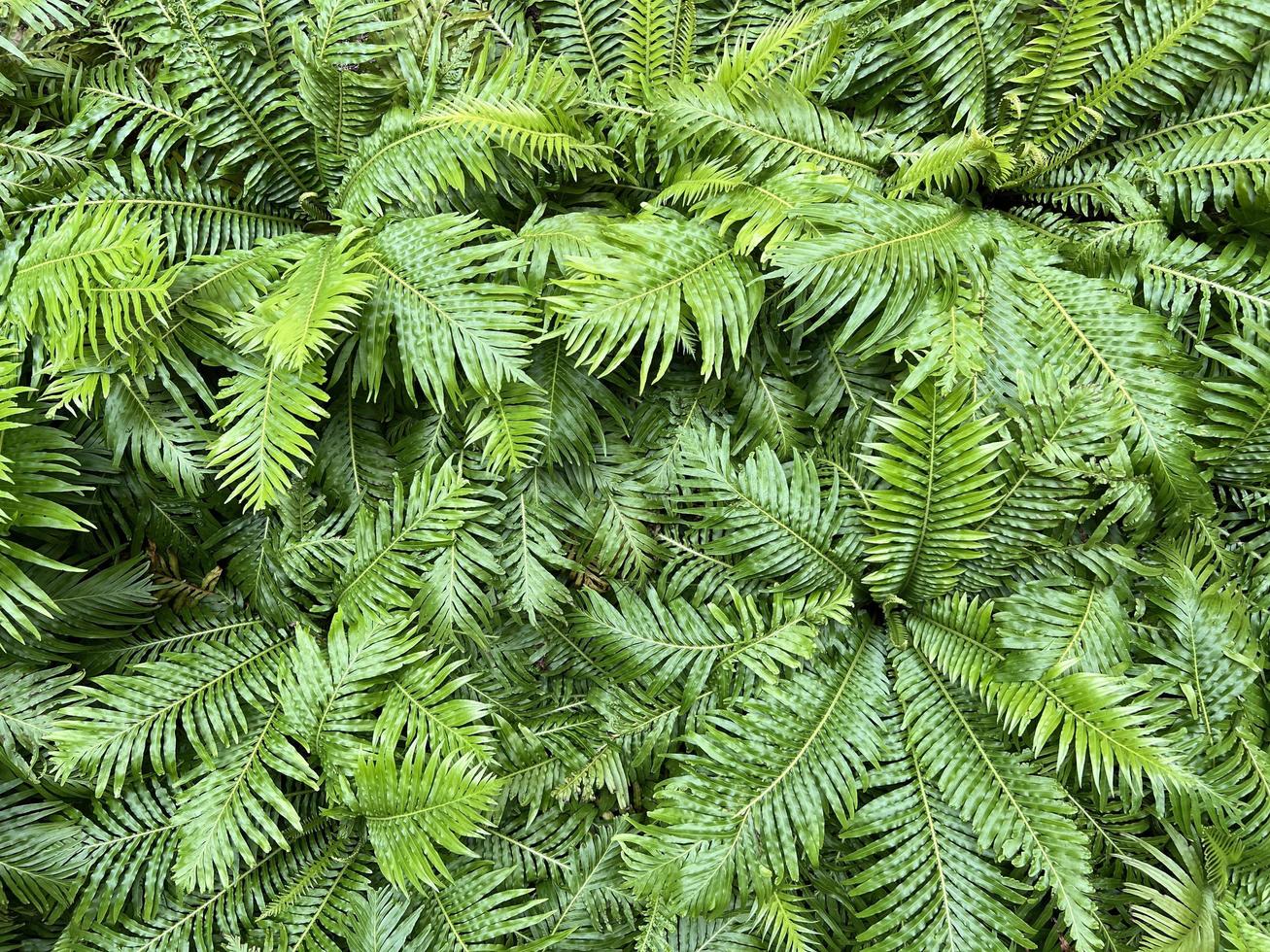 fondo de naturaleza verde. planta fresca de follaje verde oscuro, banner de hojas verdes naturales foto