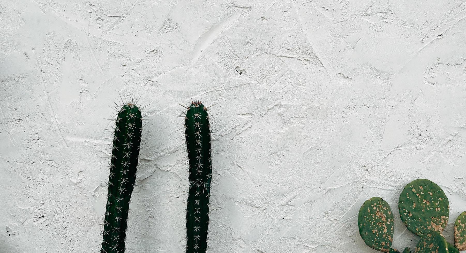 Cactus on white concrete wall house texture abstract background. photo