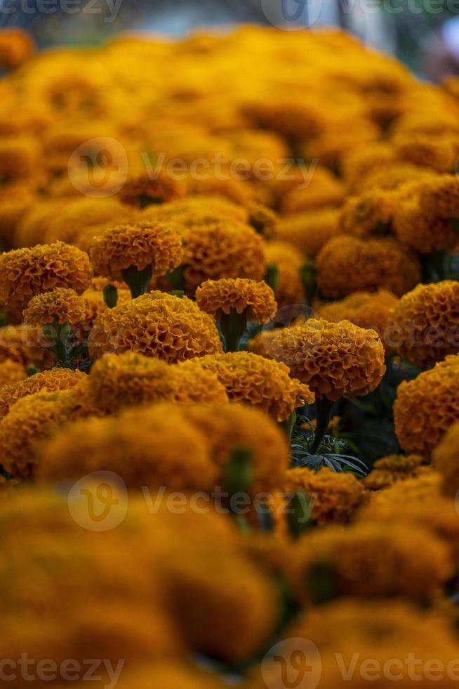 kenikir or Tagetes erecta This plant has a strong aroma but has beautiful flowers cempasuchil photo