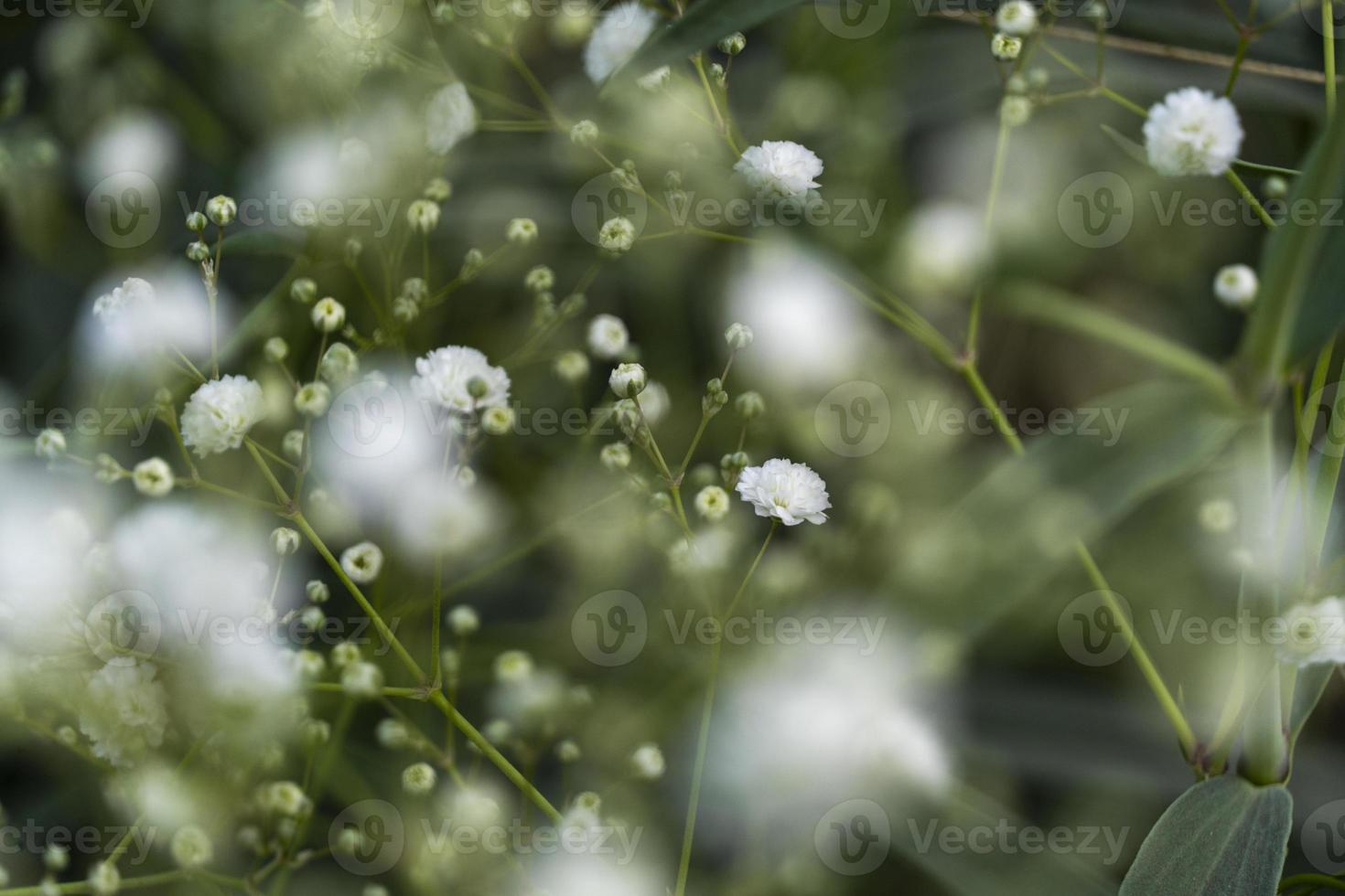 cloud type flower, background, selective focus on background is green vegetation mexico photo