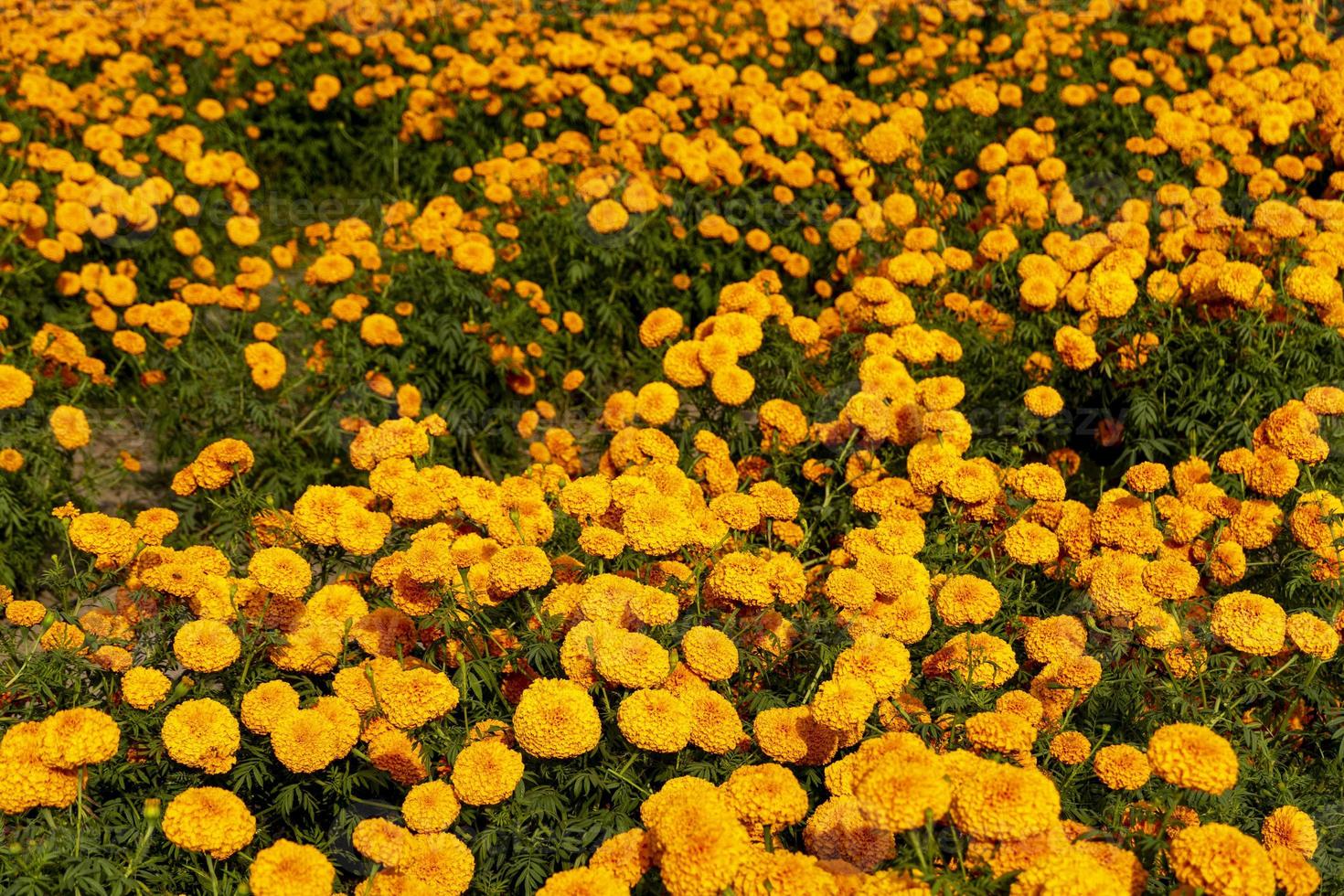 Autumn flowers, summer blossoming orange gerbera flower background, fall floral festive card photo