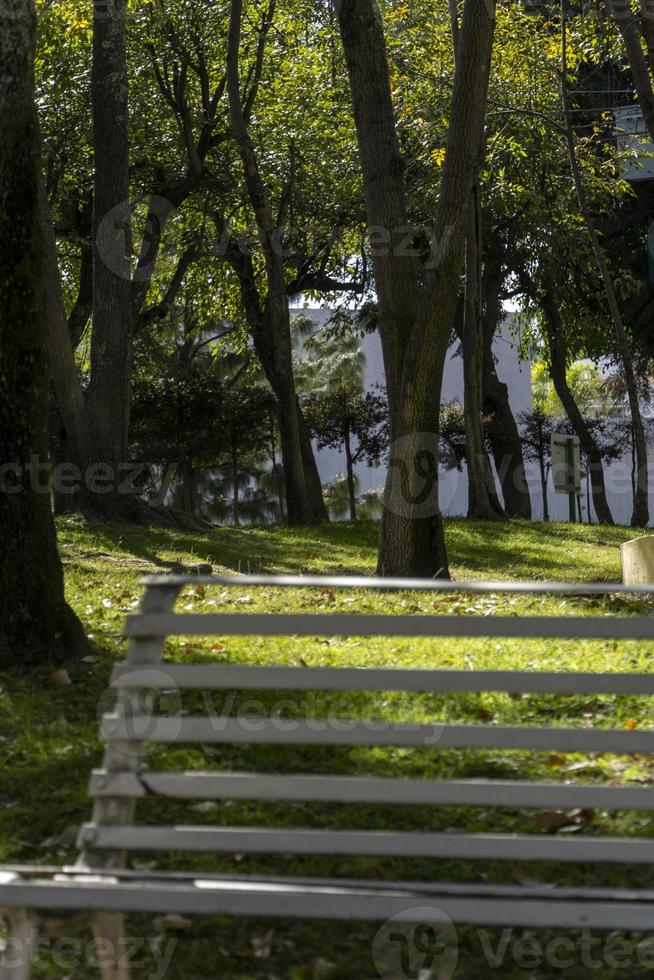 banco vacío en un parque con árboles en el fondo de la luz del sol entrando hierba foto