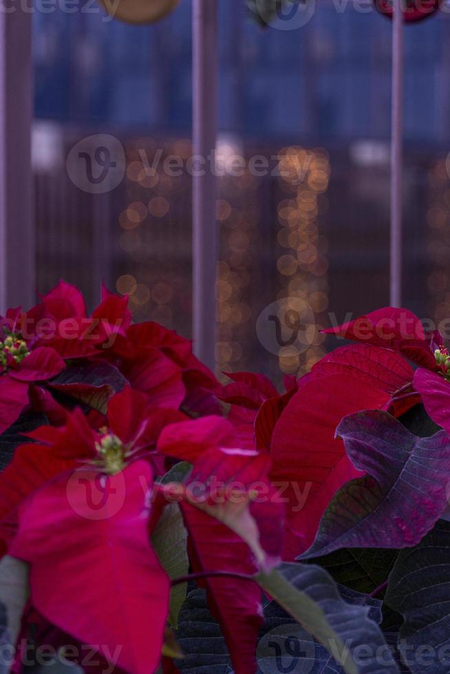 flor de pascua de navidad roja aislada en el fondo del edificio comercial, méxico américa latina foto