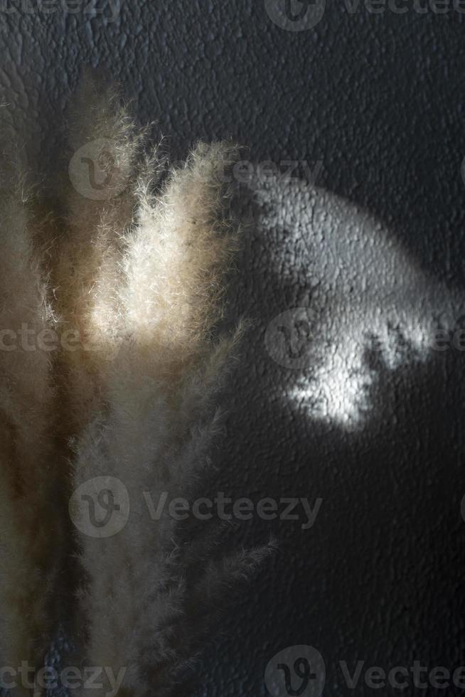 dry vegetation natural light entering and casting shadows on the wall, foxtail photo