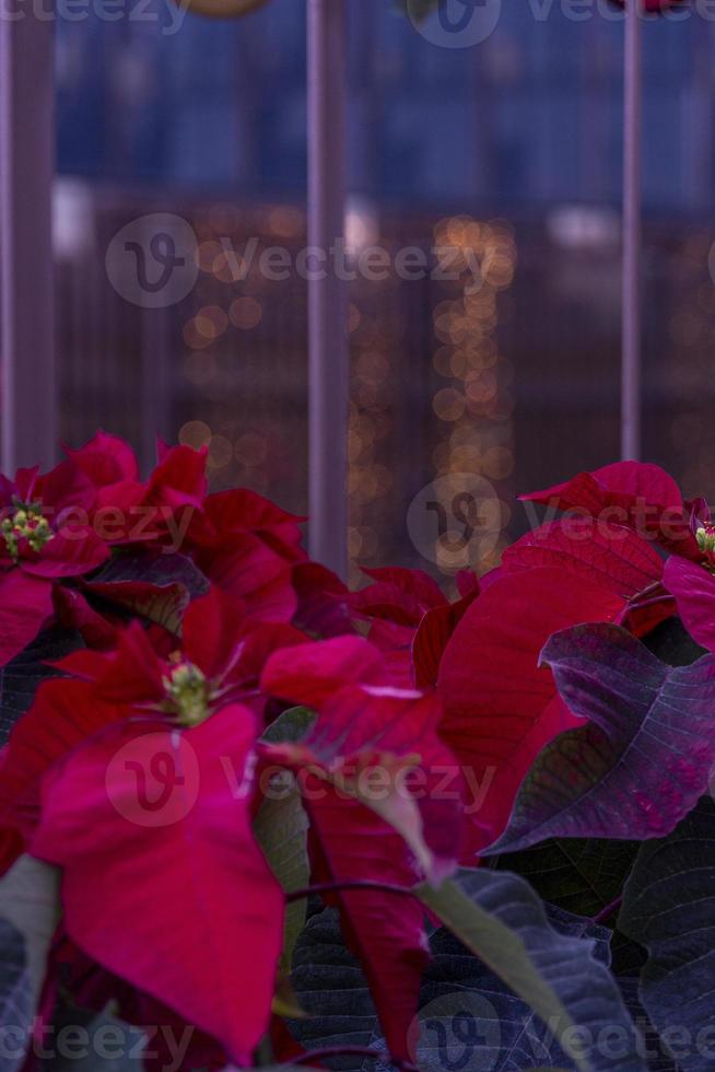 The poinsettia red flowers. The Flower of the Christmas photo