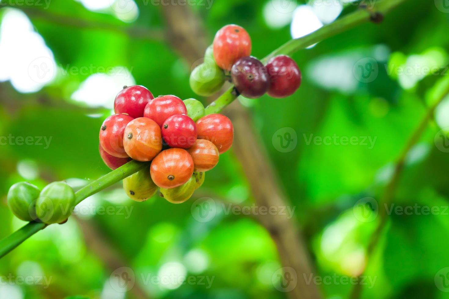 Ripe coffee plants ready to be harvested. photo