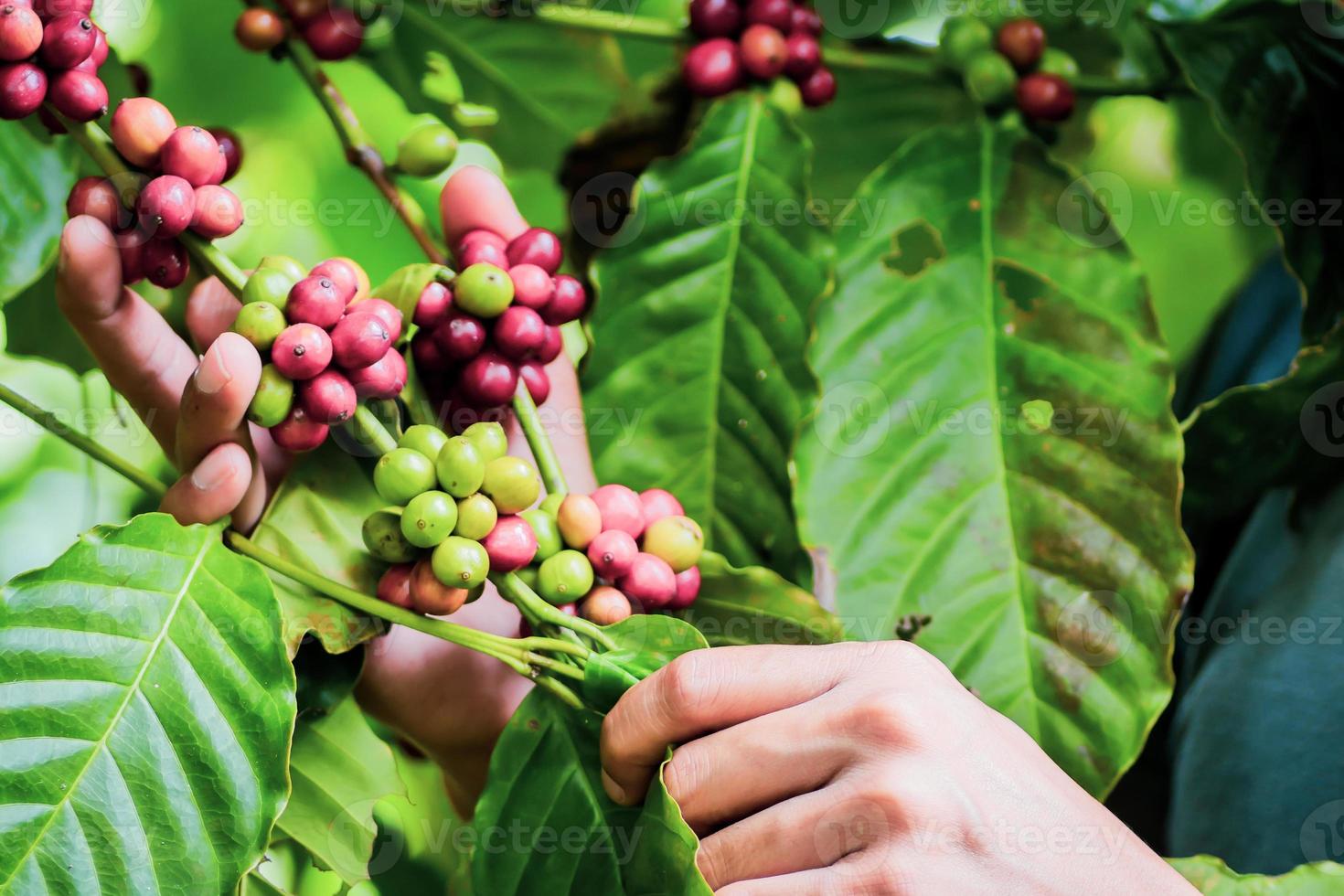 plantas de café maduras listas para ser cosechadas. foto