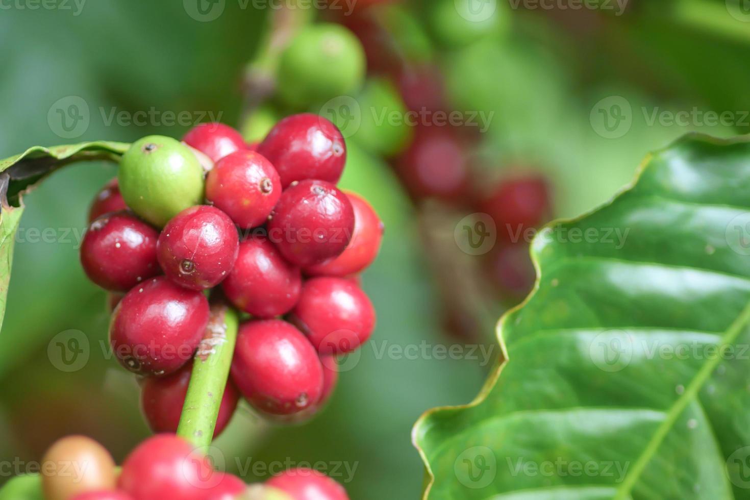 Ripe coffee plants ready to be harvested. photo