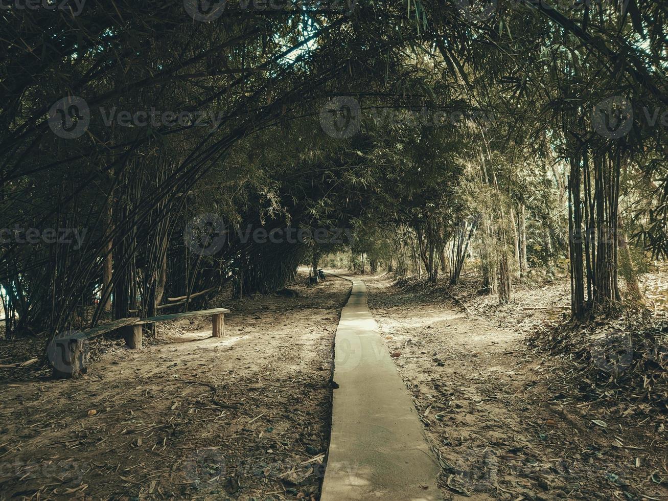 views, paths and bamboo trees photo