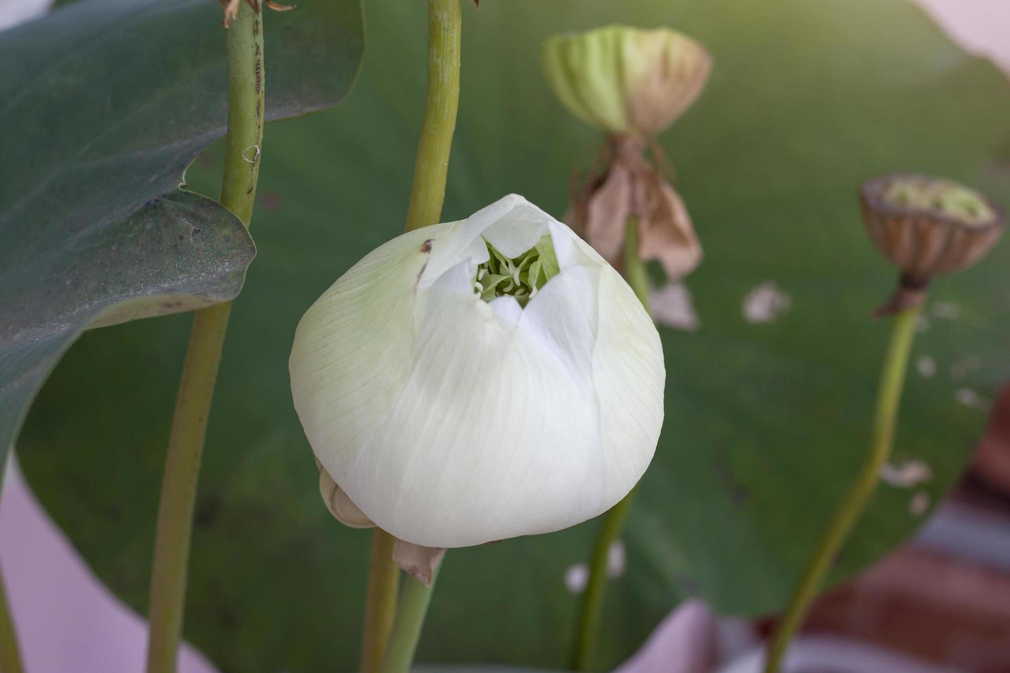 White lotus or water lily flower bud and blur lotus seed background in pond. photo