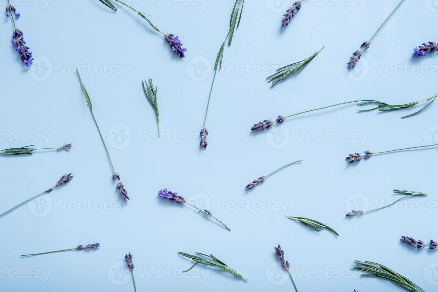 Pattern from lavender flowers on colored background top view. Spring flower background photo