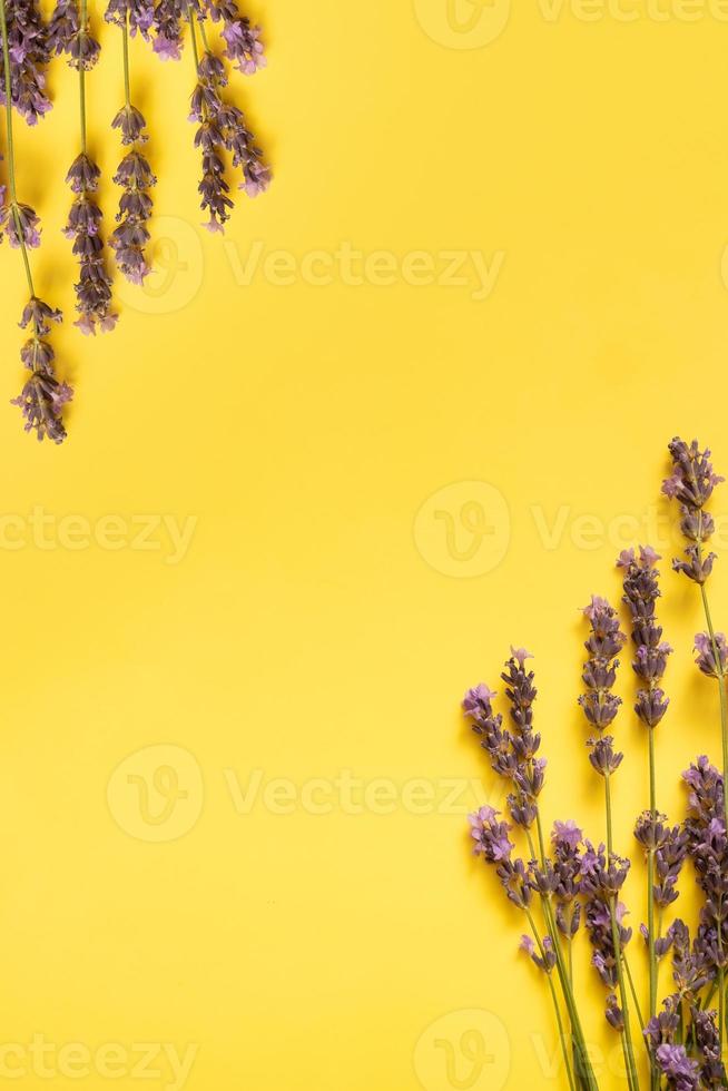 Lavender flowers on colored background top view. Copy space. Vertical format photo