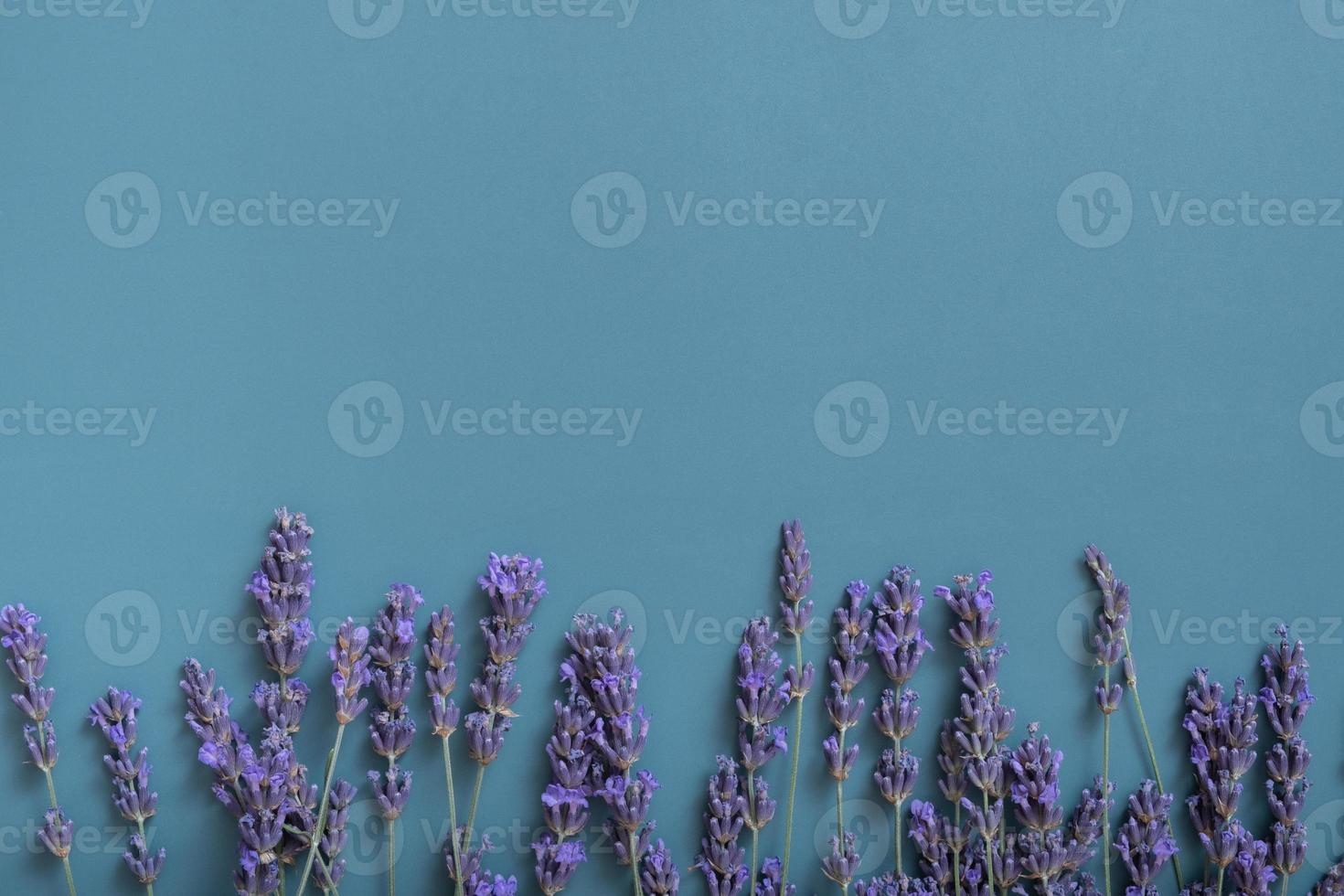 Lavender flowers on colored background top view. Copy space. Flower spring background photo