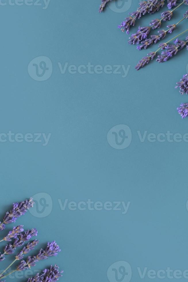 Lavender flowers on colored background top view. Copy space. Flower spring vertical background photo