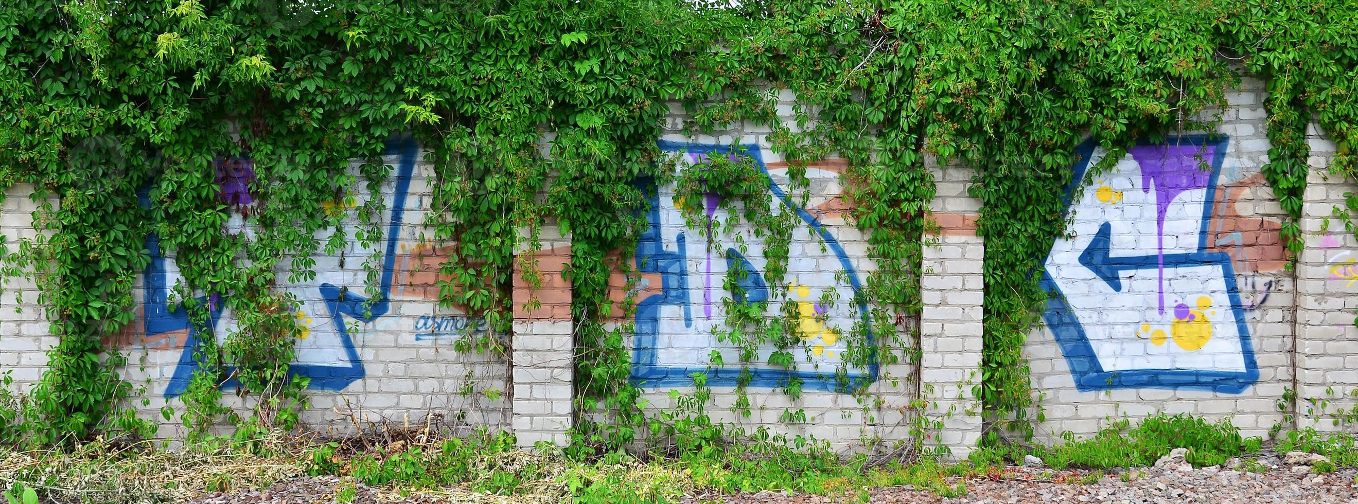 A detailed image of a colored graffiti drawing, which is overgrown in the thickets of ivy. Background street art picture photo