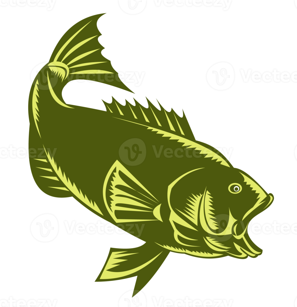 Largemouth Bass  Isolated Retro png