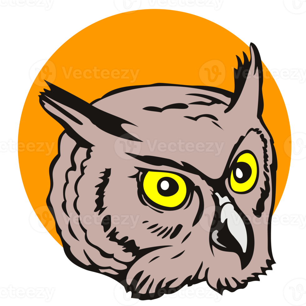 Owl Head Isolated png