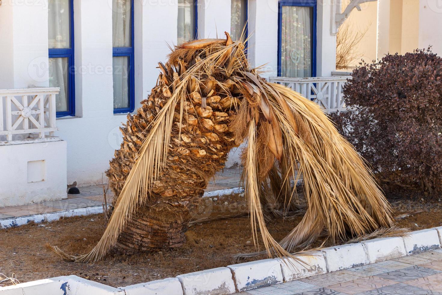 Fallen palm tree on the ground. withered palm tree photo