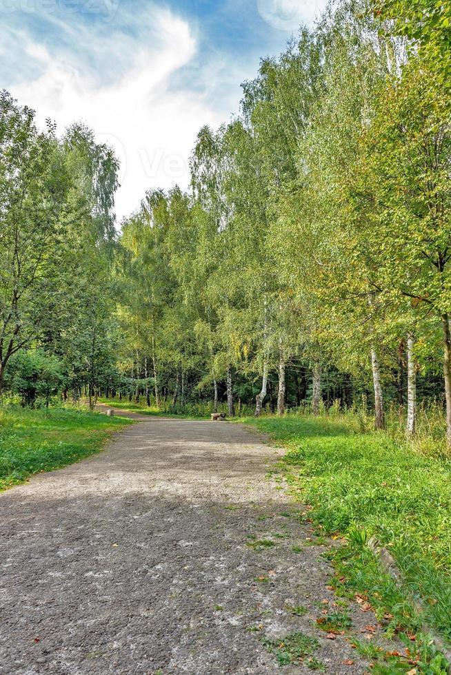 Beautiful Green Forest In Summer. Countryside Road, Path, Way, Lane, Pathway On Sunny Day In Spring Forest photo