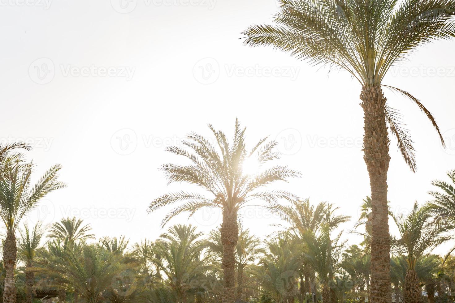 Beautiful tropical sunset with palm trees at beach. effect vintage photo