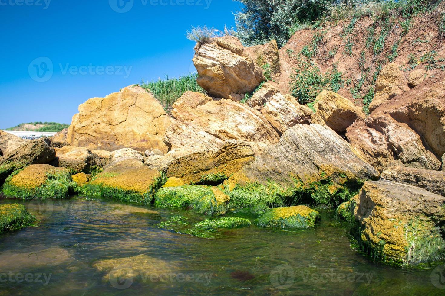 Algae on the sea stones. Green algae covers the sea surface. photo